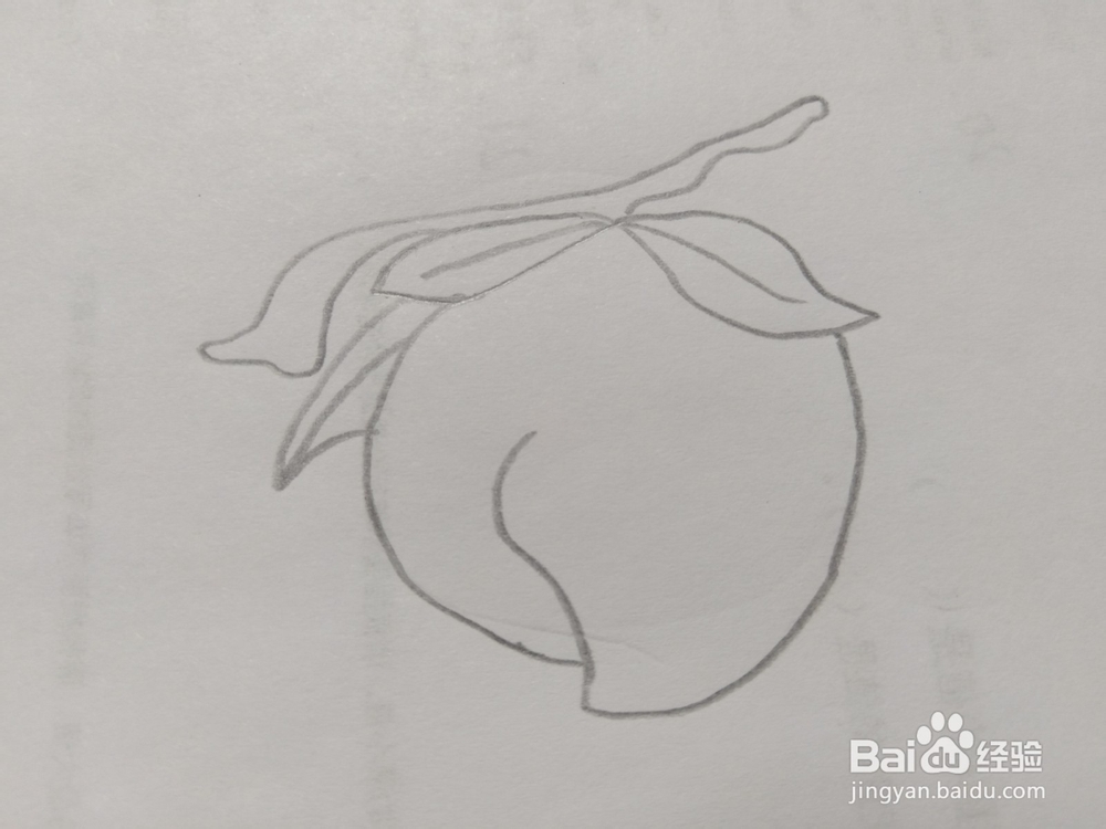 简笔画桃子画法7
