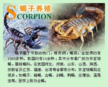 种蝎子怎样饲养管理