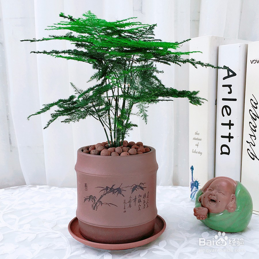 文竹的养殖方法和注意事项