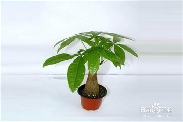 发财树的培植方法?