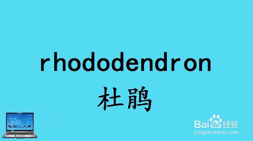 花相关的英语单词