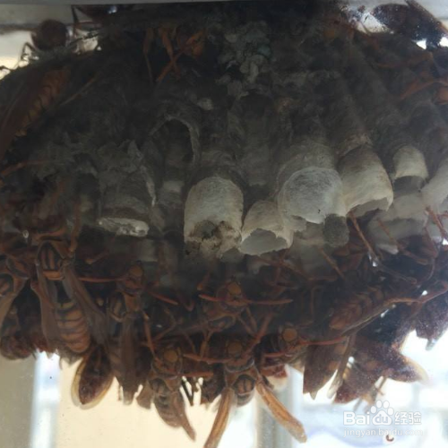 黄蜂窝怎么安全除掉