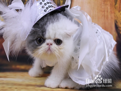 如何选购纯种猫