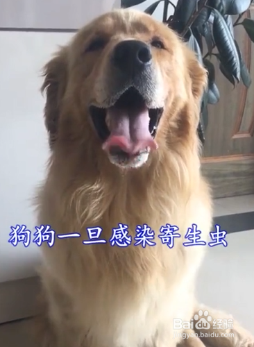 狗狗感染寄生虫有哪些表现及危害?