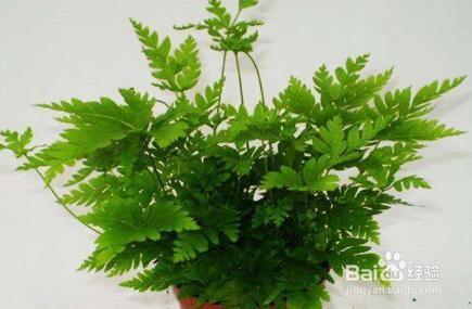 金毛蕨类植物怎么养