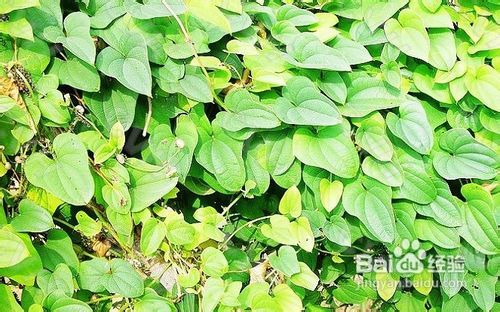 淮山的功效与作用及食用方法