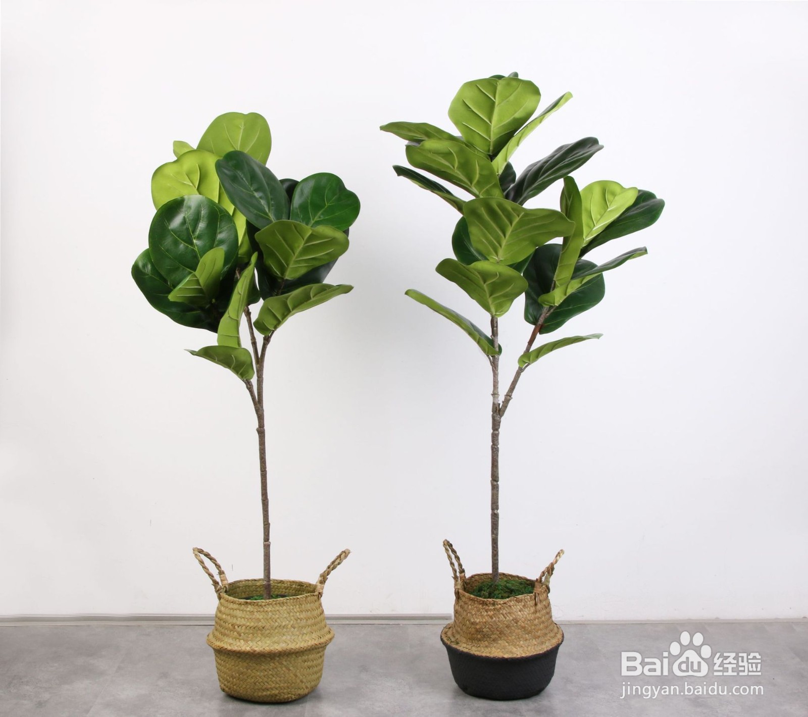 琴叶榕室内搭配攻略