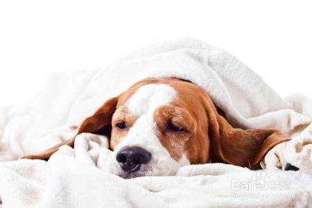 那些花卉对宠物有毒、怎么处理?(二)