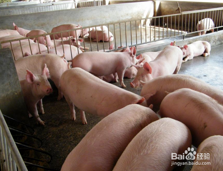 养猪要考虑哪些因素