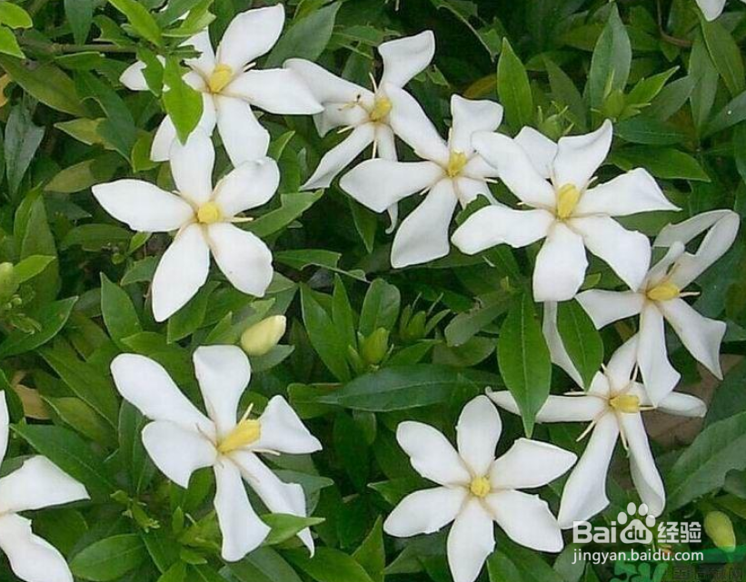 栀子花枯萎了怎么挽救