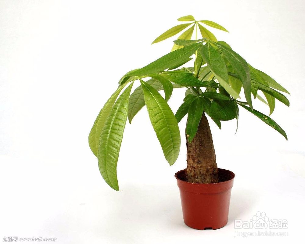 发财树的寓意和注意事项,更多在科普盆栽