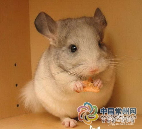 详细龙猫挑选、养殖饲养经验技术、注意事项