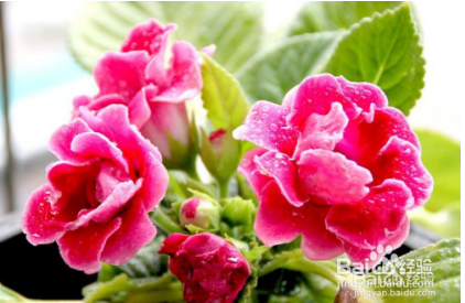 大岩桐花怎么养