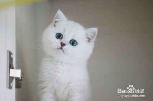 银渐层猫怎么看品相