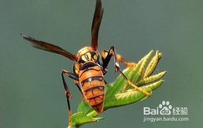 被蜂子蛰了怎么消肿