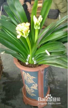 君子兰养殖的正确方法