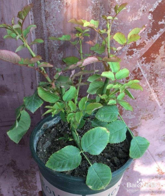 月季开过花后怎么修剪才能月月开花