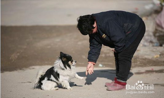 如何训练狗狗握手