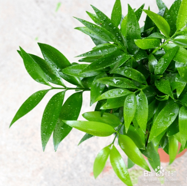 竹柏叶子干枯怎么补救