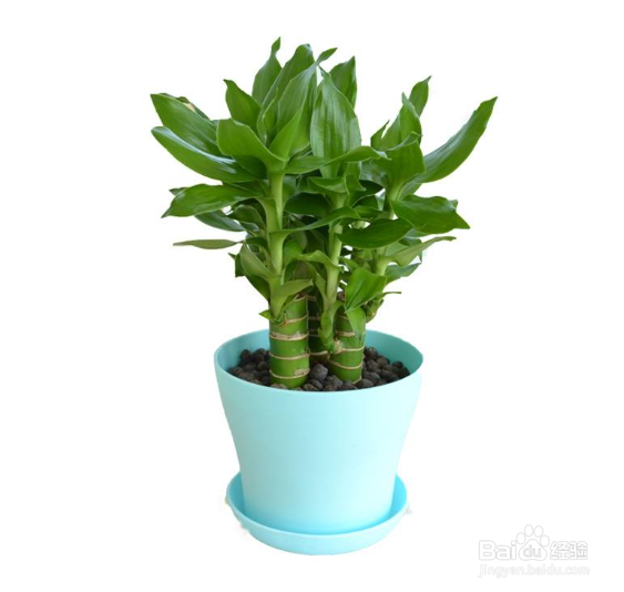 春季给植物换盆该注意些什么？