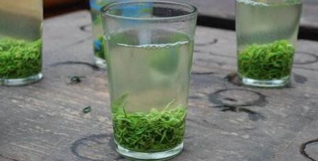 保靖黄金茶怎么泡好喝