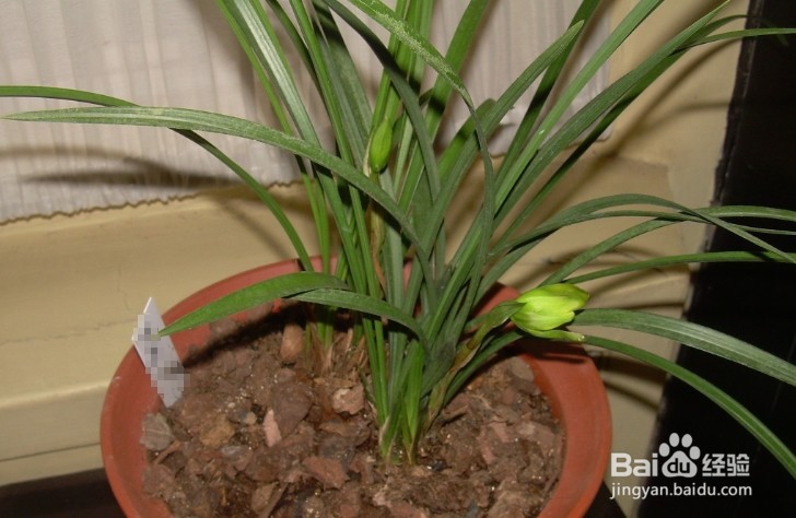 兰花叶子长黑斑怎么救