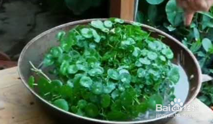 室外铜钱草怎么过冬