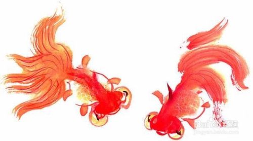 金鱼产卵时如何护理 百度经验 金鱼产卵时如何护理 百度经验