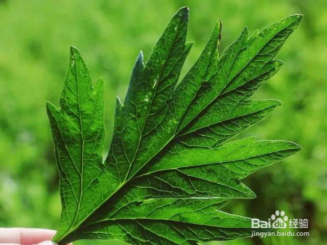 如何让艾草的产量暴增?