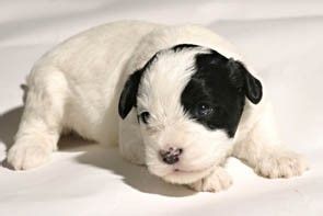 如何选购西里汉犬