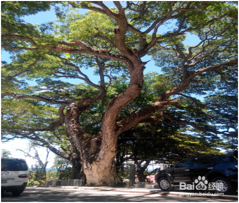 杜马盖地三日游——景点攻略