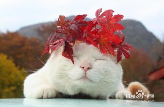 什么食物能够清肠