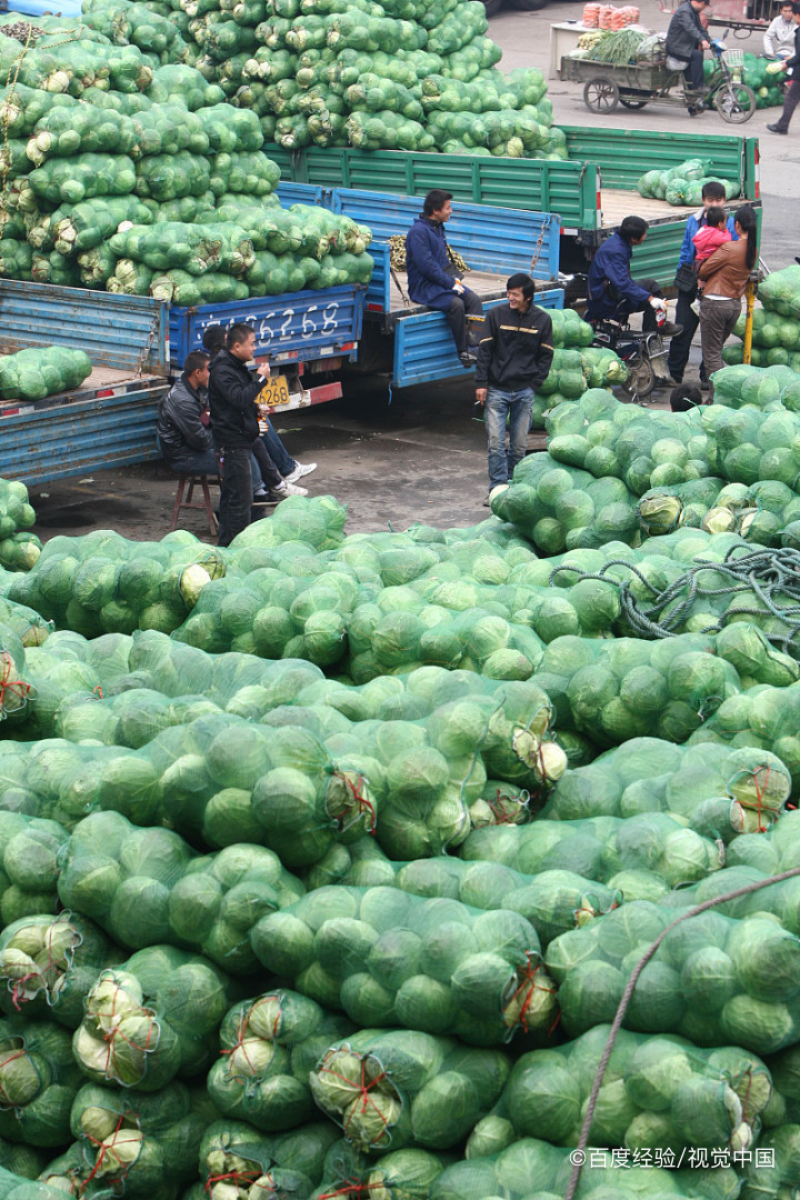 哺乳期能吃卷心菜吗