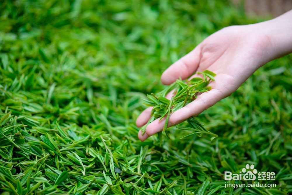 什么茶叶值得收藏,茶叶收藏的选择方法