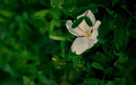 描写春天的诗句 带作者