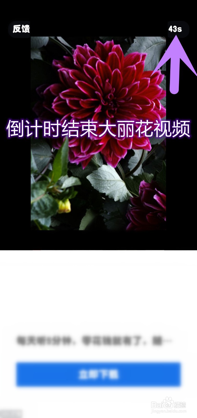 爷爷的花园如何解锁大丽花种植