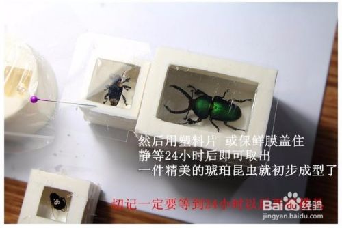 昆虫树脂标本DIY制作流程