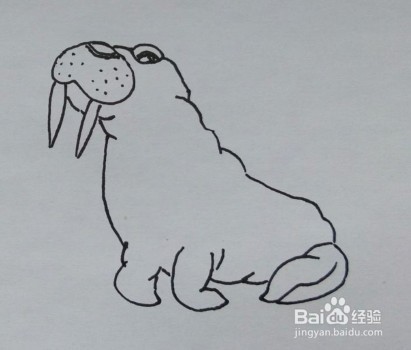 儿童简笔画：如何一步一步画一头海象