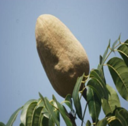 向天果的功效与作用 对人体有什么功效