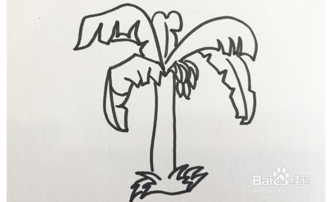 怎么画一棵芭蕉树？