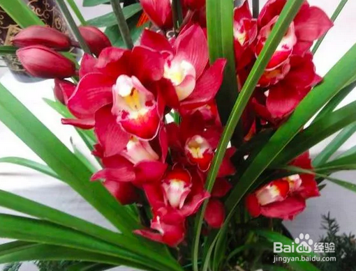 十几年养大花蕙兰经验分享