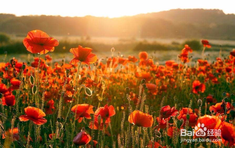 怎么开一家花店?