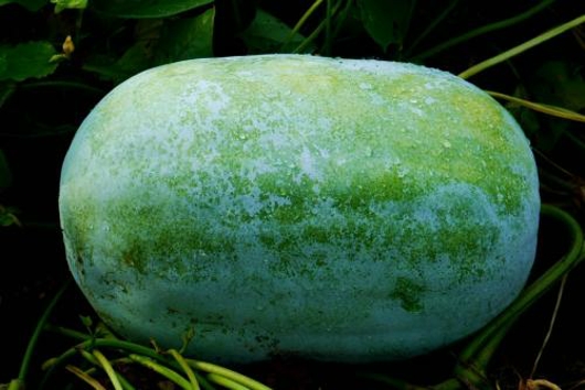 山药和冬瓜能一起食用吗