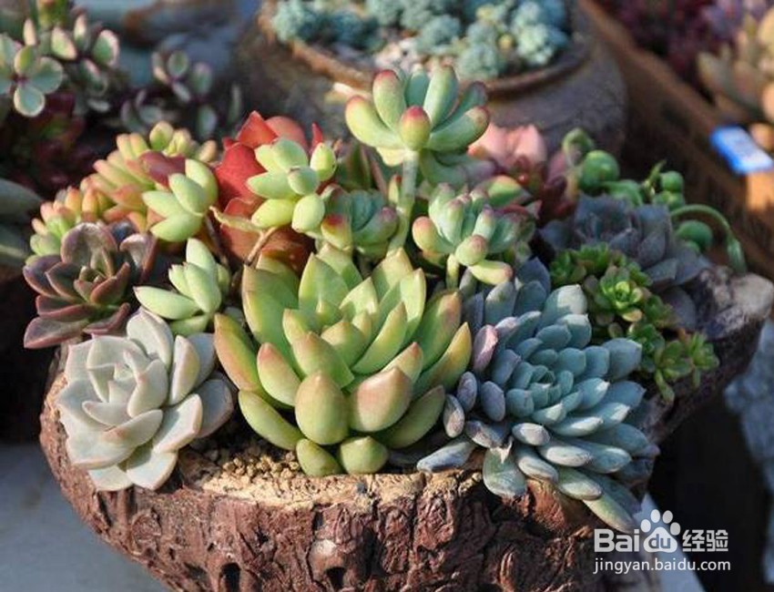 多肉夏天浇水的正确方法