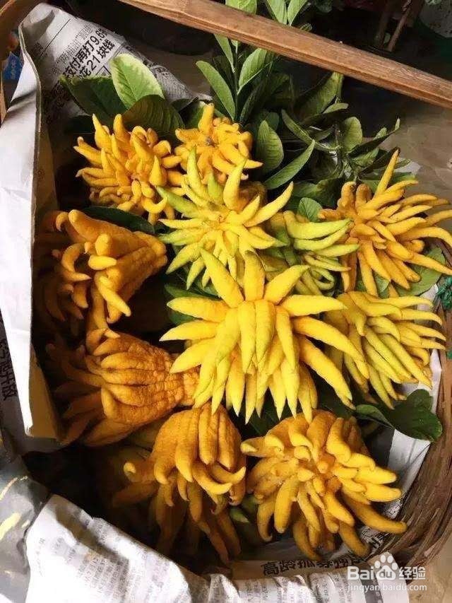 人称“香中君子”，养一盆，清香四溢！