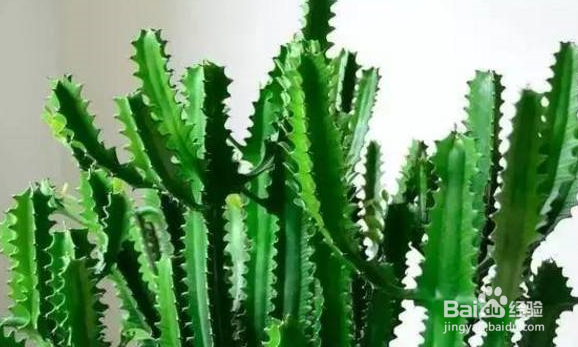 生活中常见的多肉植物有哪些？