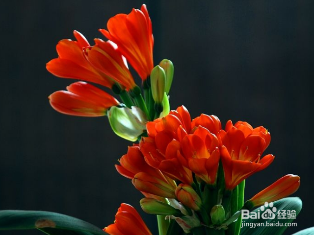 新买的君子兰应该如何养殖?