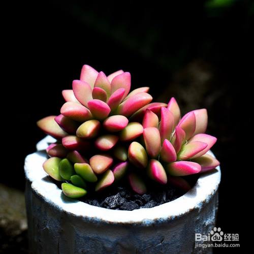 多肉植物所代表的花语 百度经验 多肉植物所代表的花语 百度经验