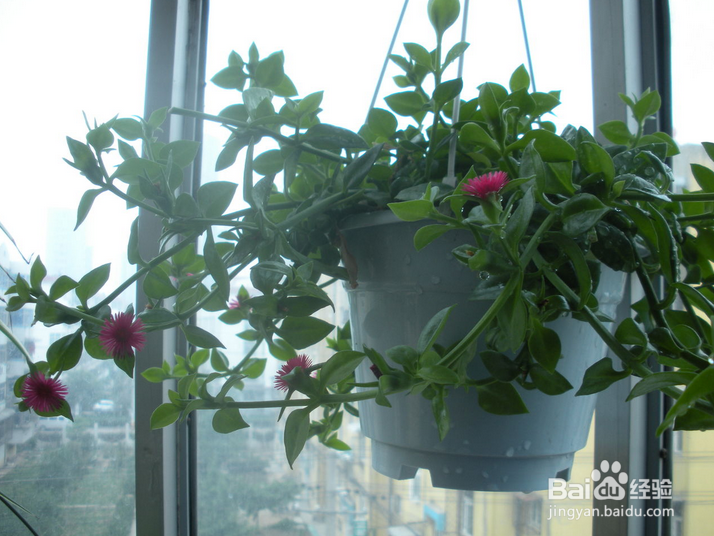 哪些花可以做来吃？