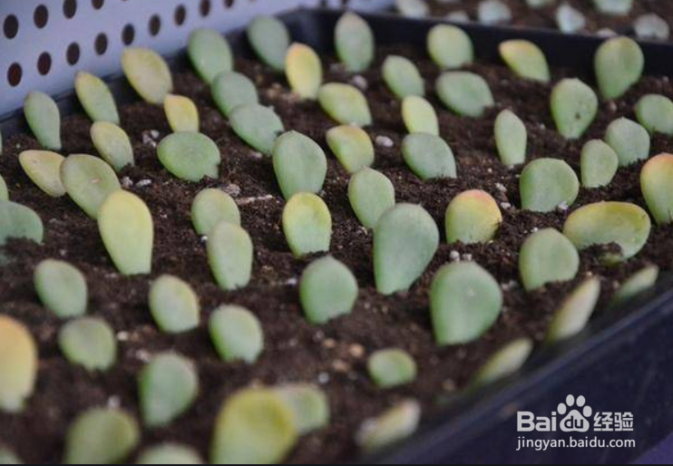 多肉插叶繁殖方法